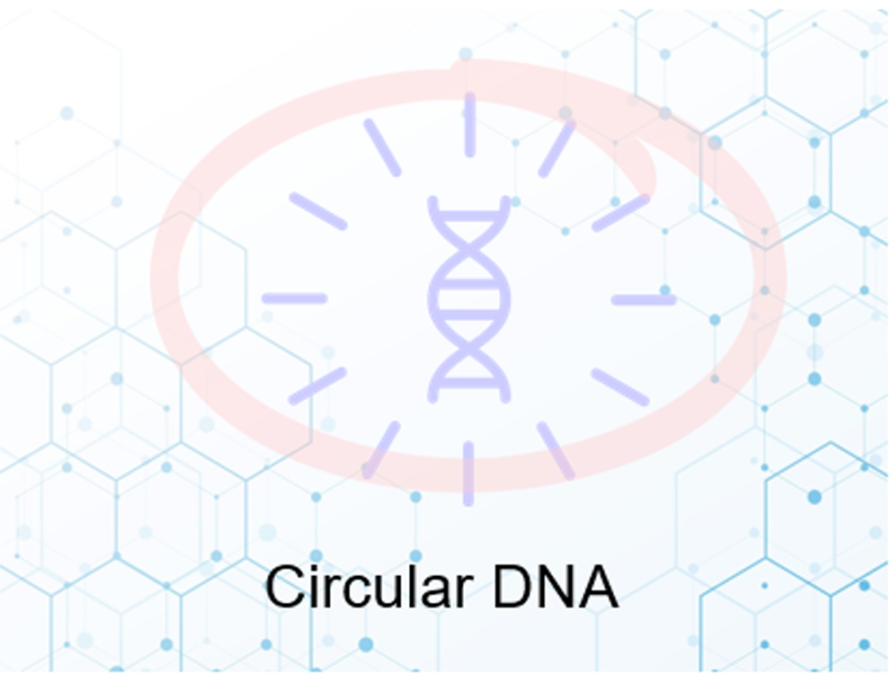 Circle-seq环状DNA测序